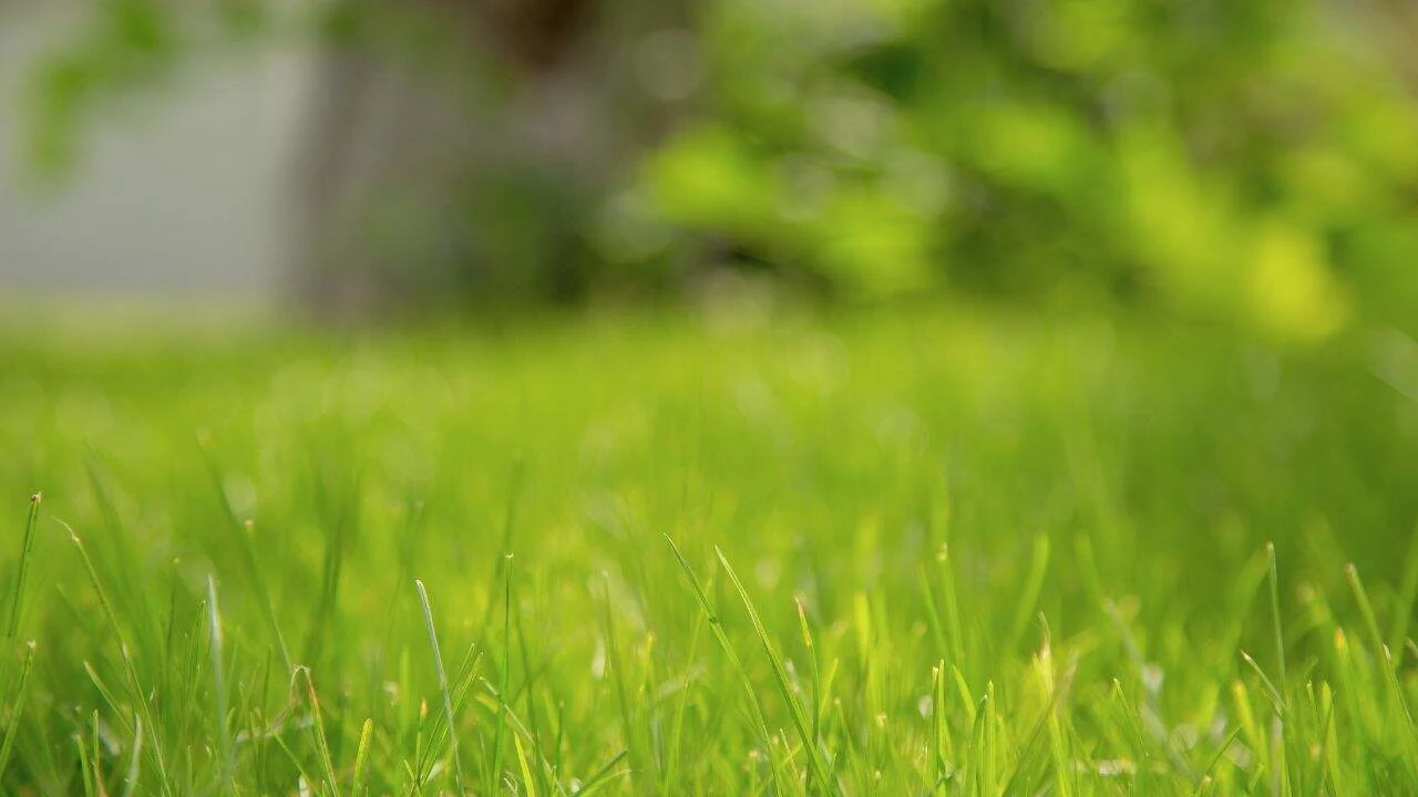 What to Stop Fertilizing and When 4