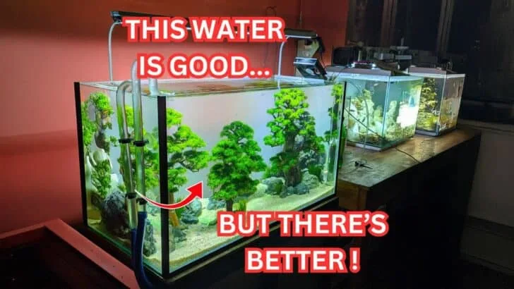 9 Waters Plants Love Most and 2 They Secretly Hate