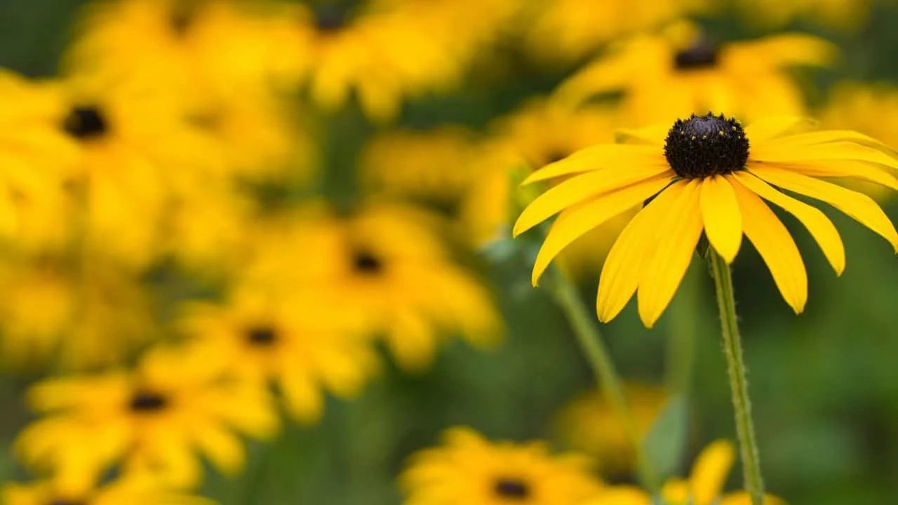 15 Spectacular Fall Plants (and Which Ones You Can Still Plant Now) 13