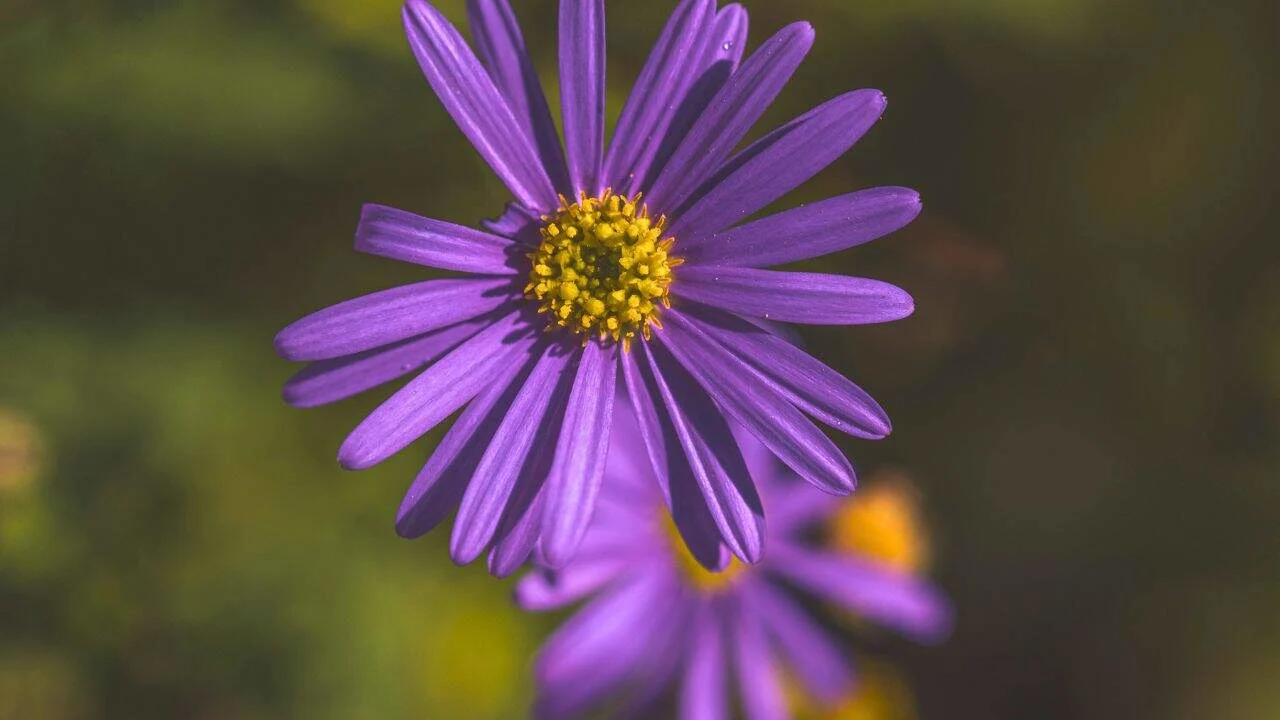 7 August Plants for Fall Drama 4