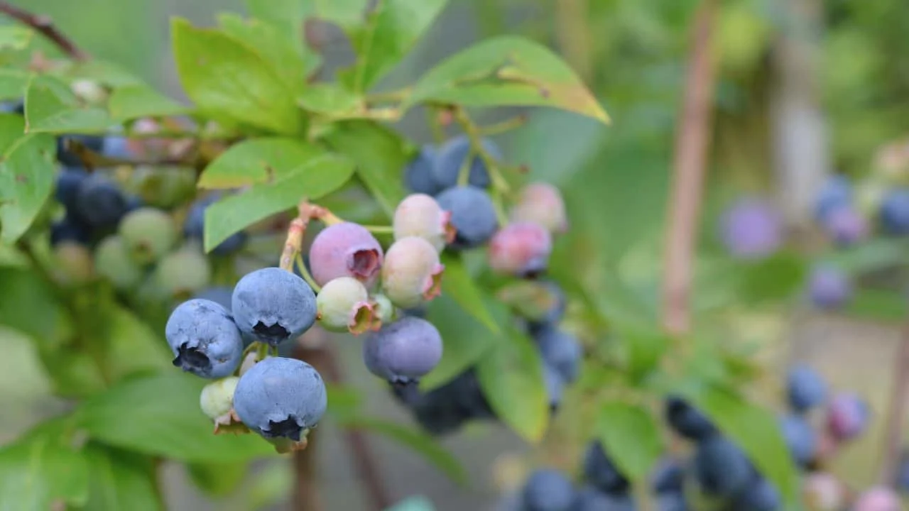 What to Stop Fertilizing and When 6