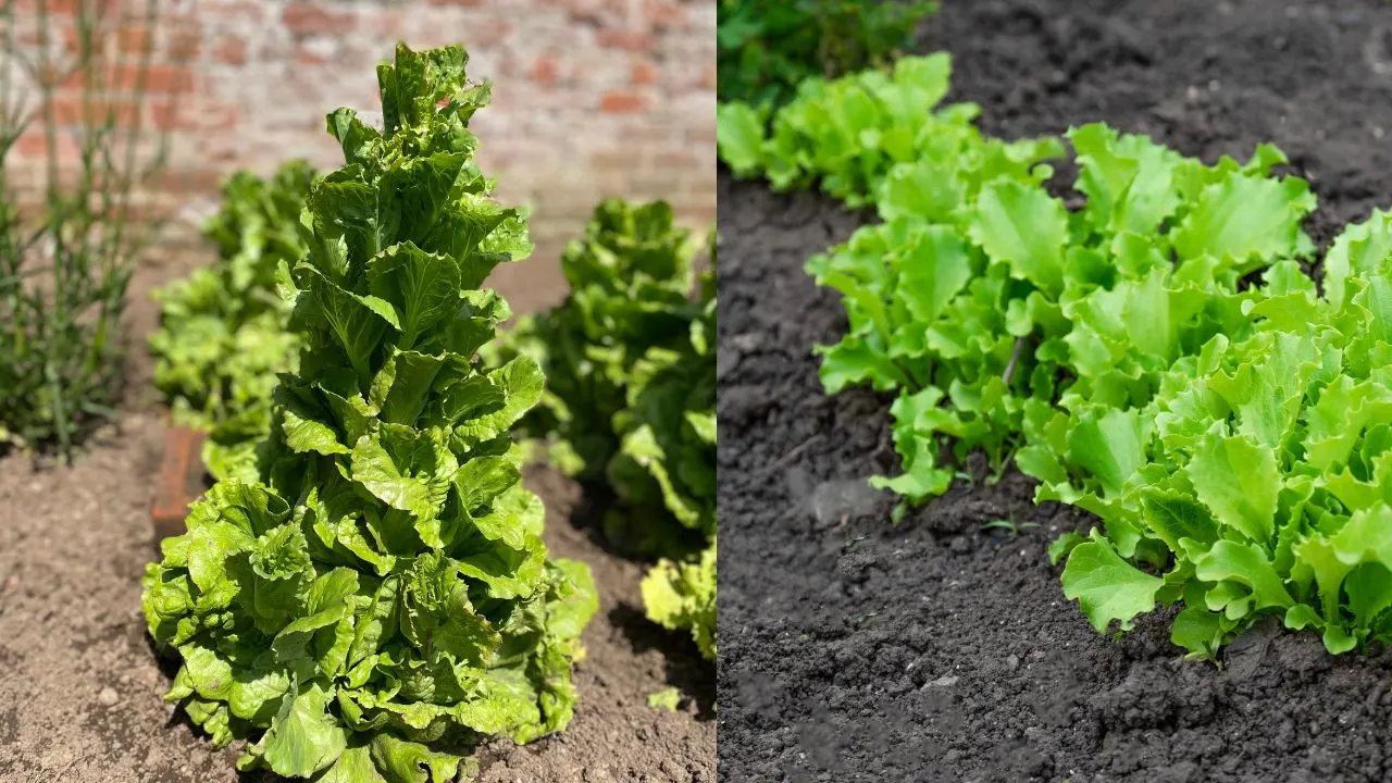 10 Things You Should Rip Out of Your Garden This Weekend 1