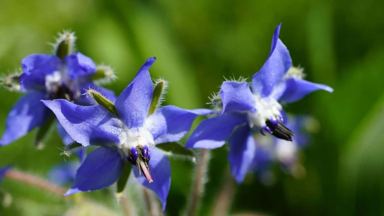 11 Garden Plants That Make Surprisingly Good Tea 6
