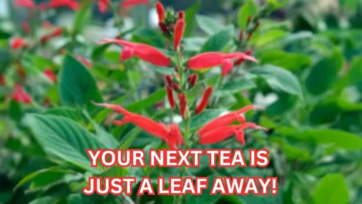11 Garden Plants That Make Surprisingly Good Tea
