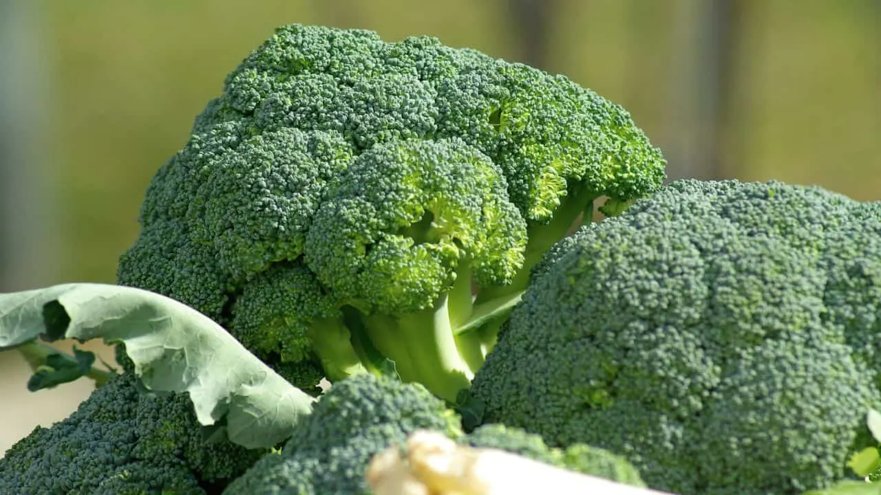 What to Stop Fertilizing and When 7
