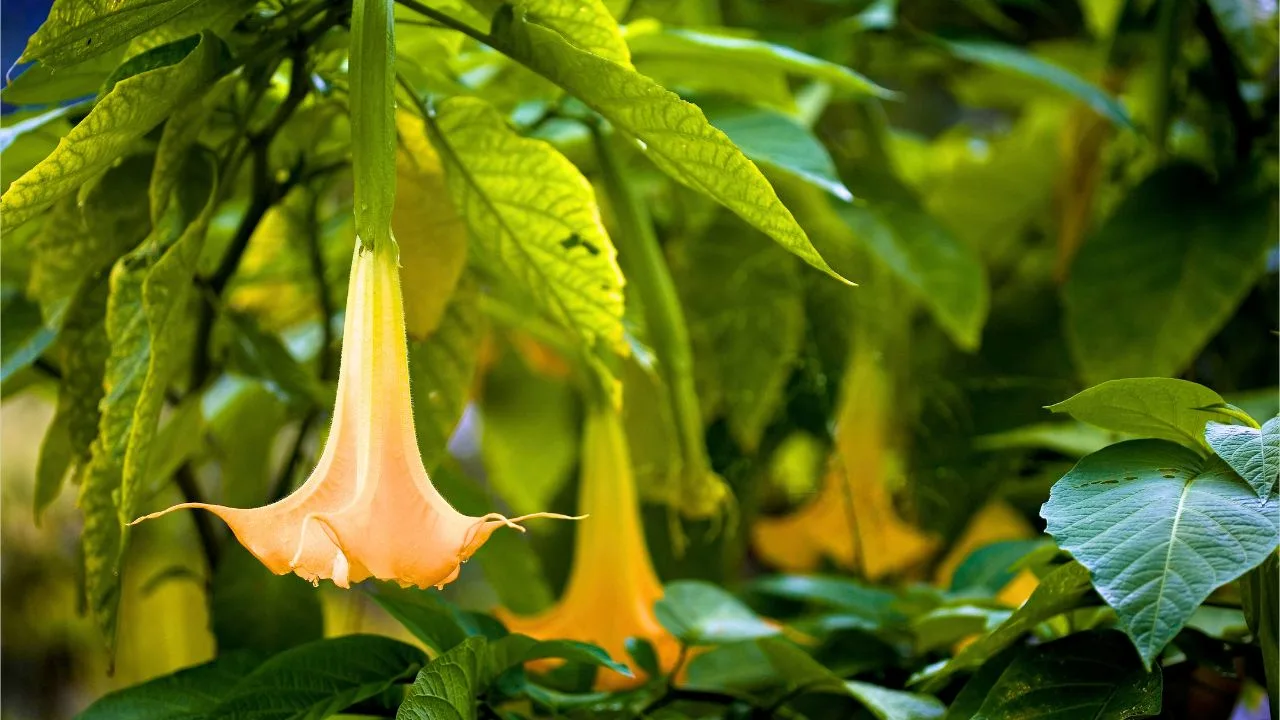 10 Dangerous Plants You Should Never Grow Near Kids or Pets 3