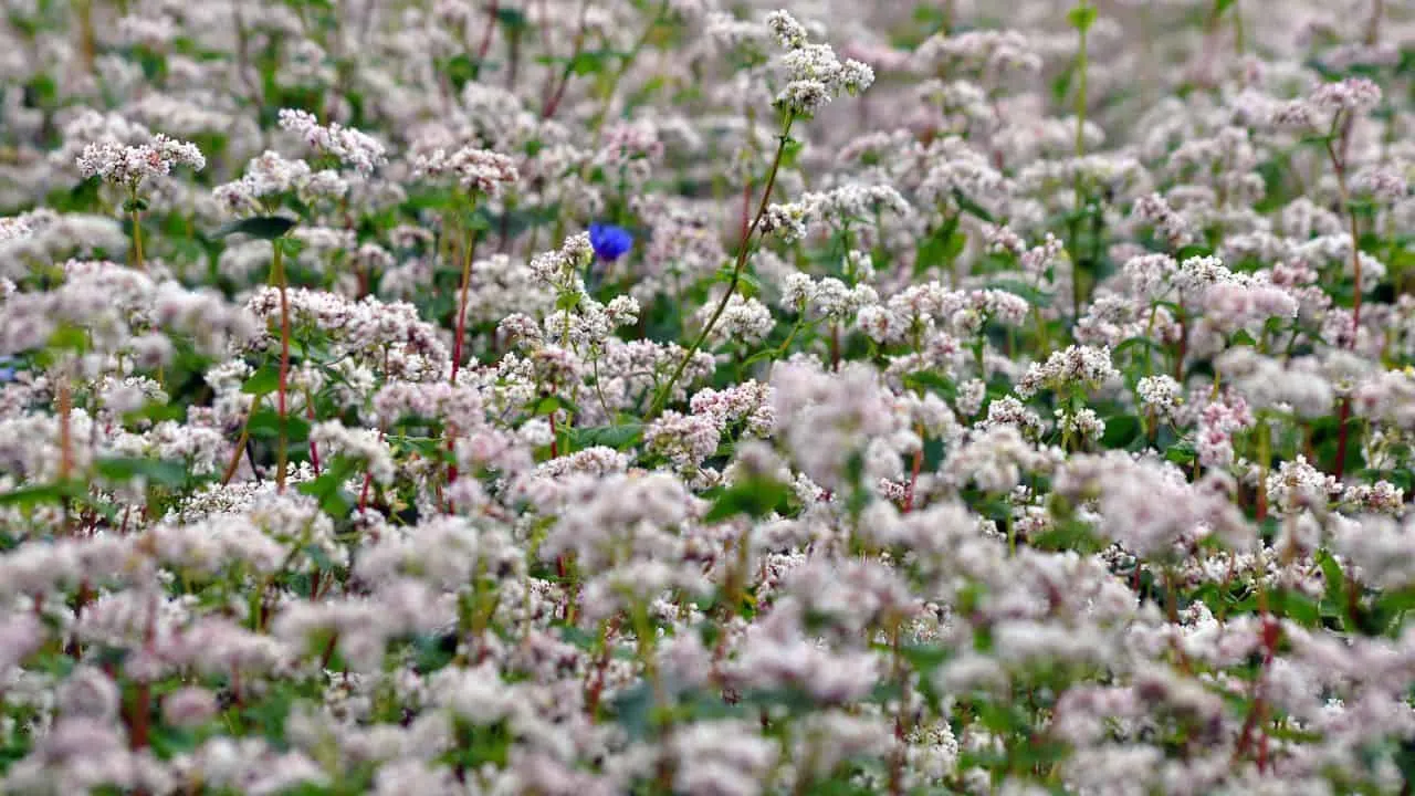 Why Cover Crops Are the Smartest Fall Move 4