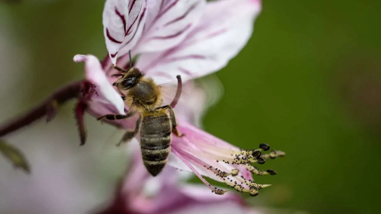 15 Spectacular Fall Plants (and Which Ones You Can Still Plant Now) 6