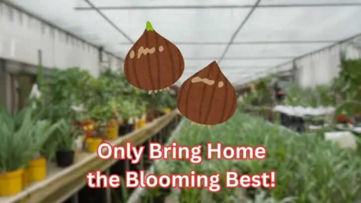 10 Tricks Garden Centers Don&rsquo;t Tell You About Their Bulbs