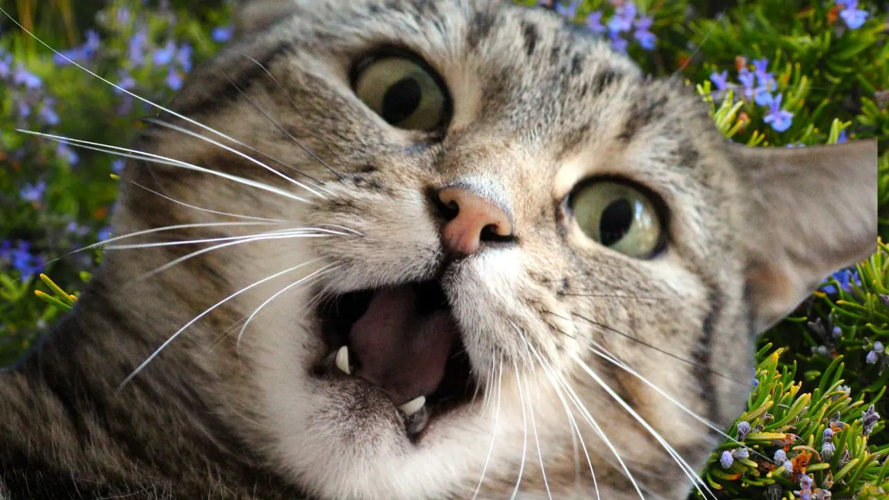 Why Cats Love Certain Plants (And Hate Others) 3