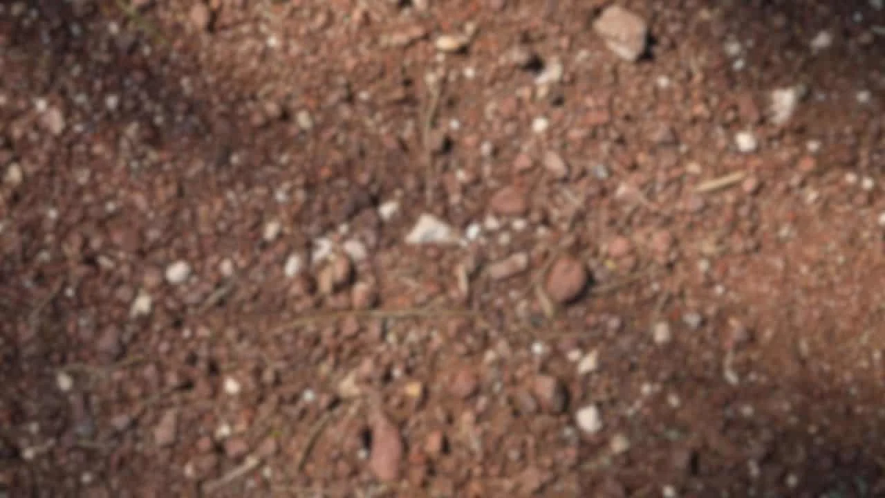 10 Soil Tricks That Make Fall Crops Explode With Growth 6