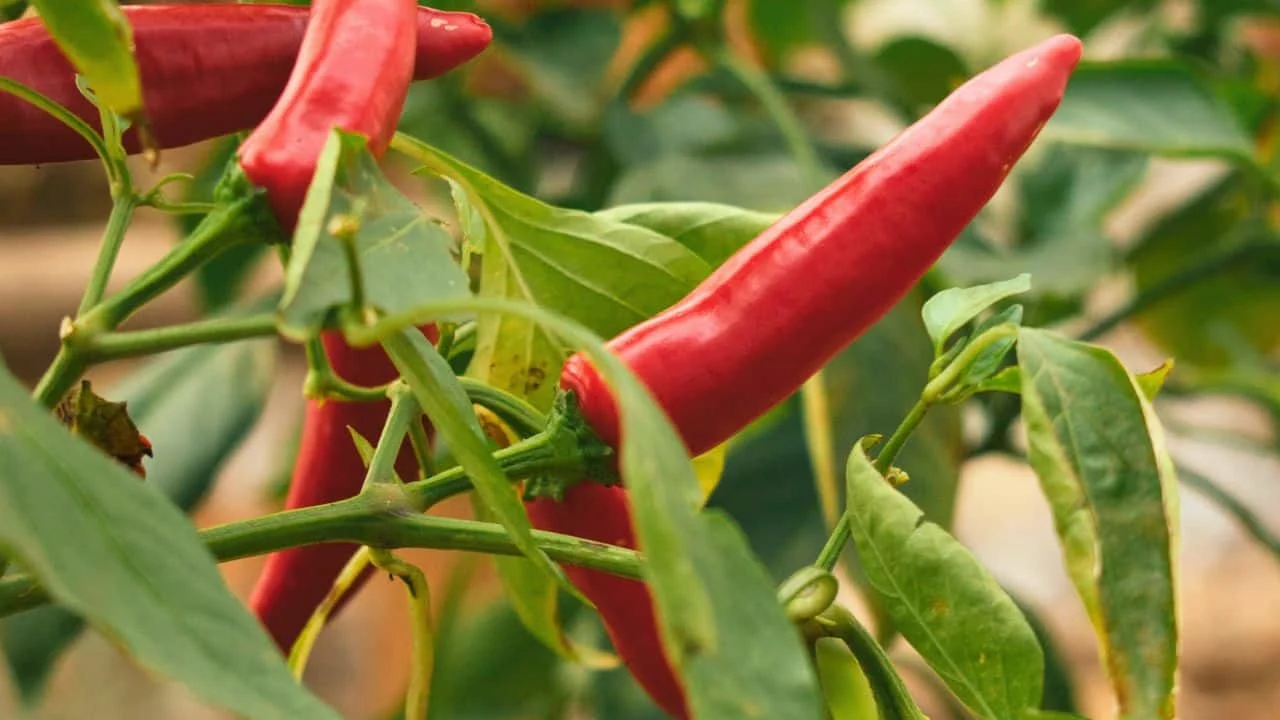 Add This to Your Peppers Today for a Final Harvest Push 4