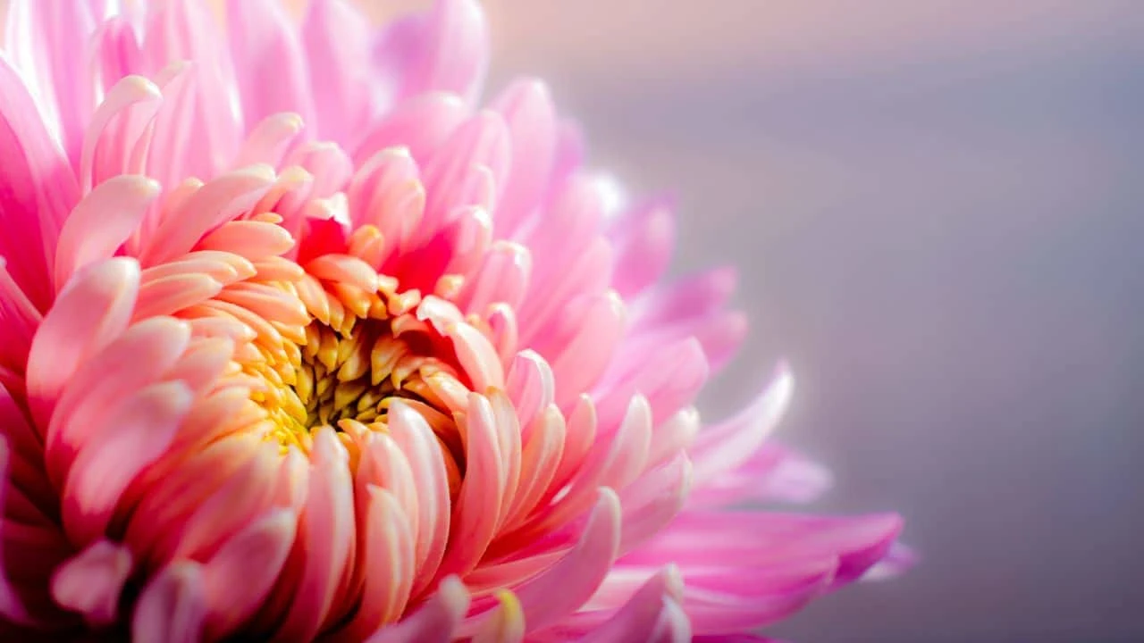 15 Spectacular Fall Plants (and Which Ones You Can Still Plant Now) 10