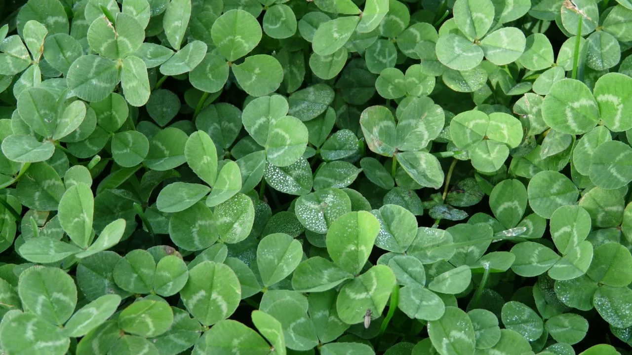 Six Lawn Alternatives That Look Better and Cost Less 1