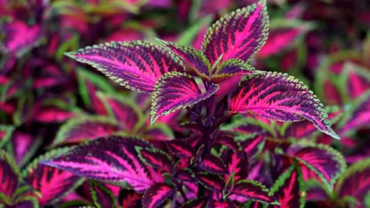 11 Best Plants to Take Cuttings From in September