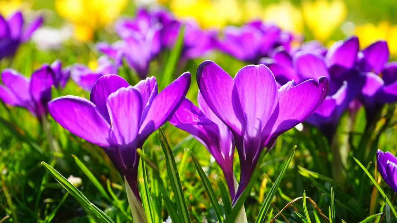 Plant Bulbs Now or Miss Out Next Spring 2