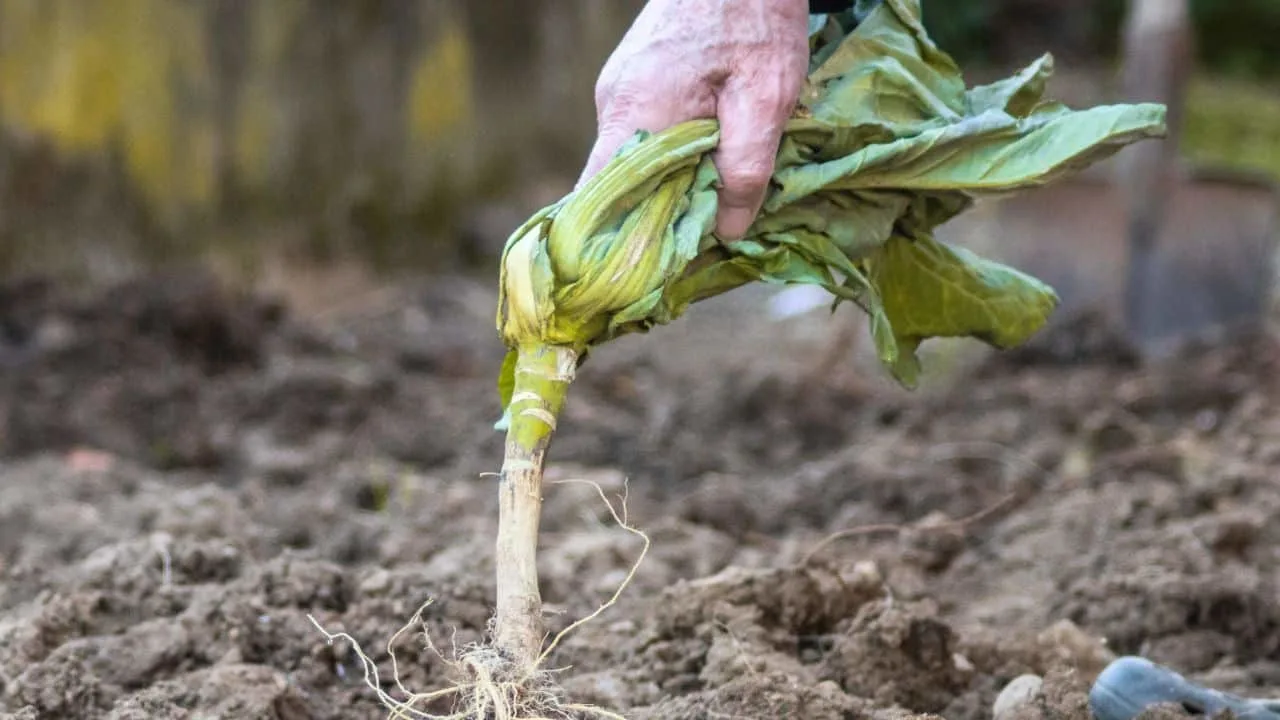 Crop Rotation