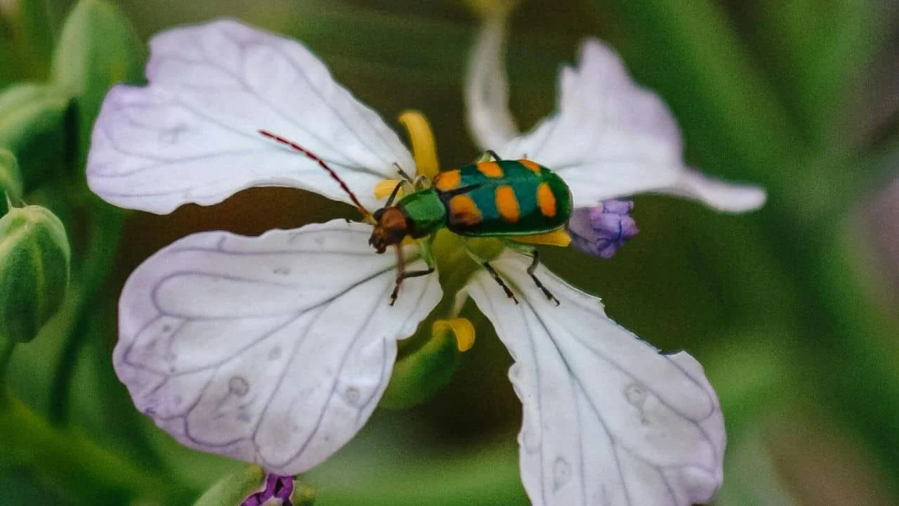 9 Fall Garden Pests Ranked From Nuisance to Nightmare 5