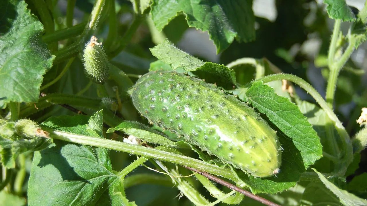 7 Garden Jobs You Should Never Do in September 3