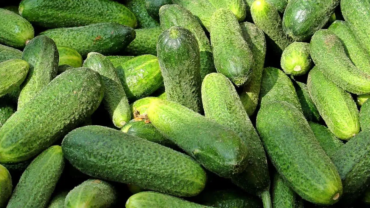 How to Keep Cucumbers From Turning Bitter in Summer 1