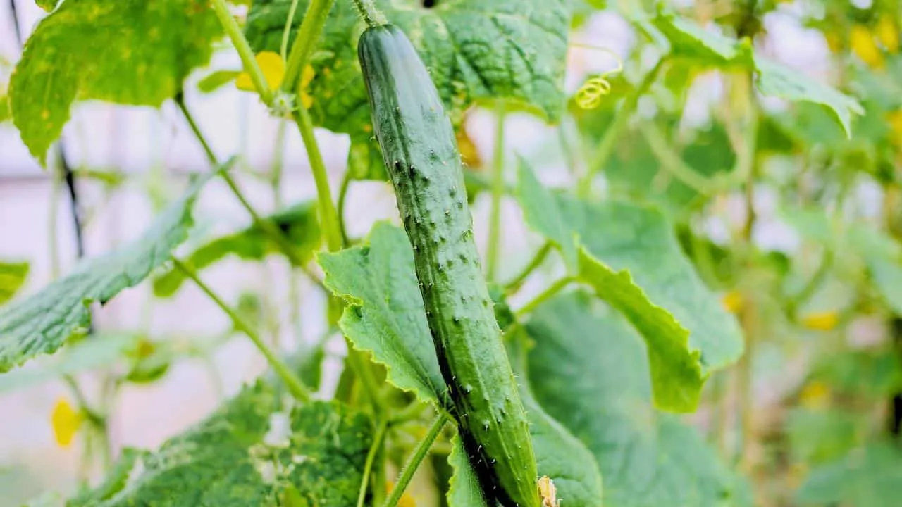How to Keep Cucumbers From Turning Bitter in Summer 2