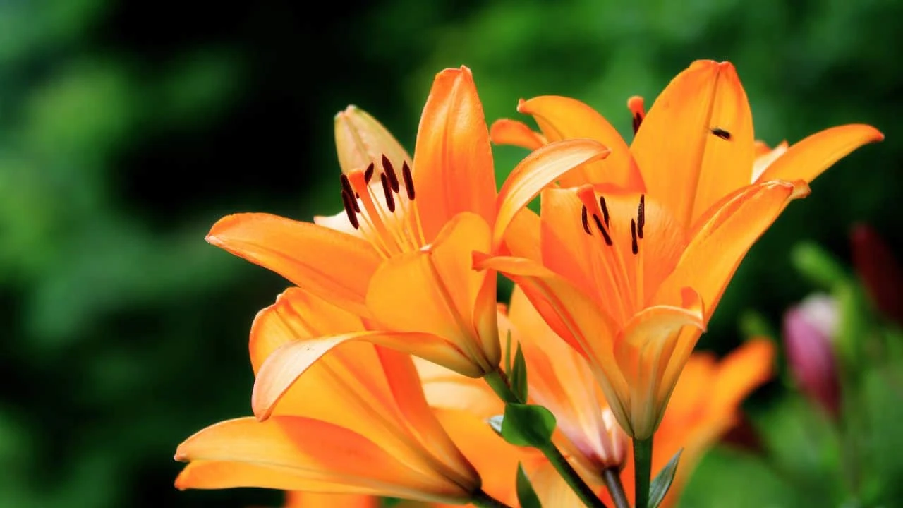 What to Stop Fertilizing and When 2