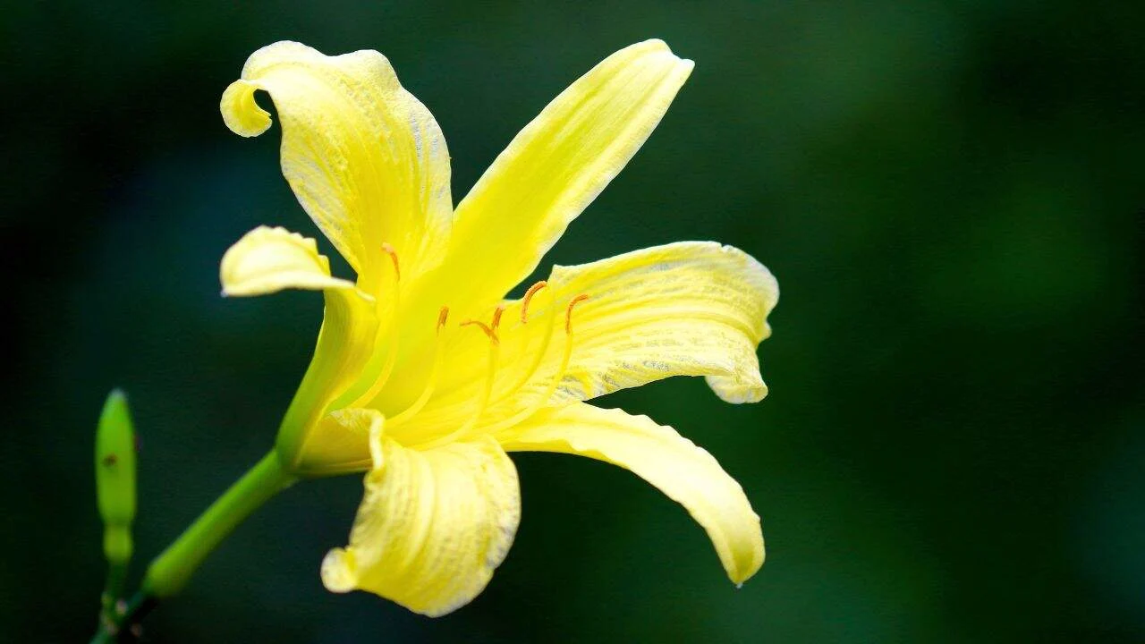 12 Plants You Should Cut Back in August (And 6 You Should Leave Alone for Now) 4