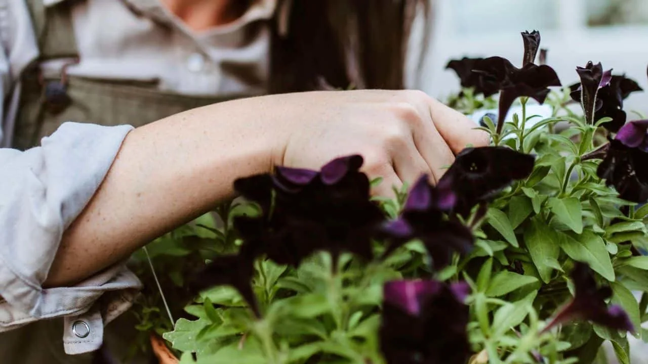 8 Things Gardeners Waste Time On in September 7