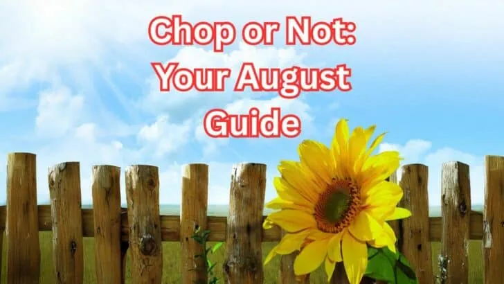 12 Plants You Should Cut Back in August (And 6 You Should Leave Alone for Now)
