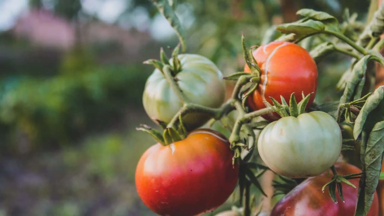10 Things You Should Rip Out of Your Garden This Weekend 3