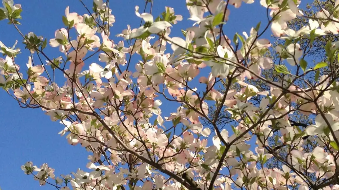 15 Spectacular Fall Plants (and Which Ones You Can Still Plant Now) 5