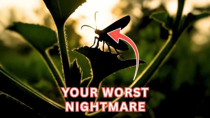 9 Fall Garden Pests Ranked From Nuisance to Nightmare