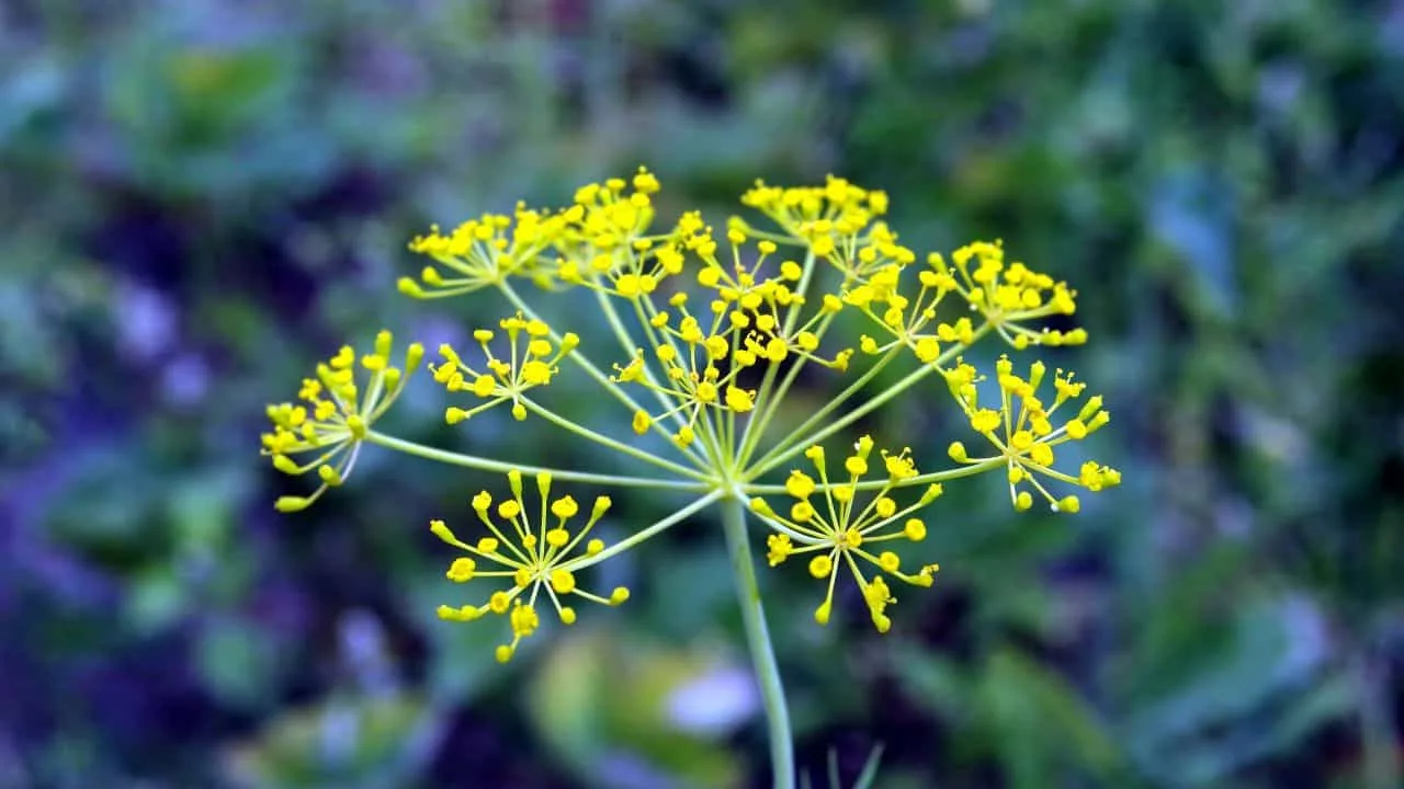 11 Garden Plants That Make Surprisingly Good Tea 4
