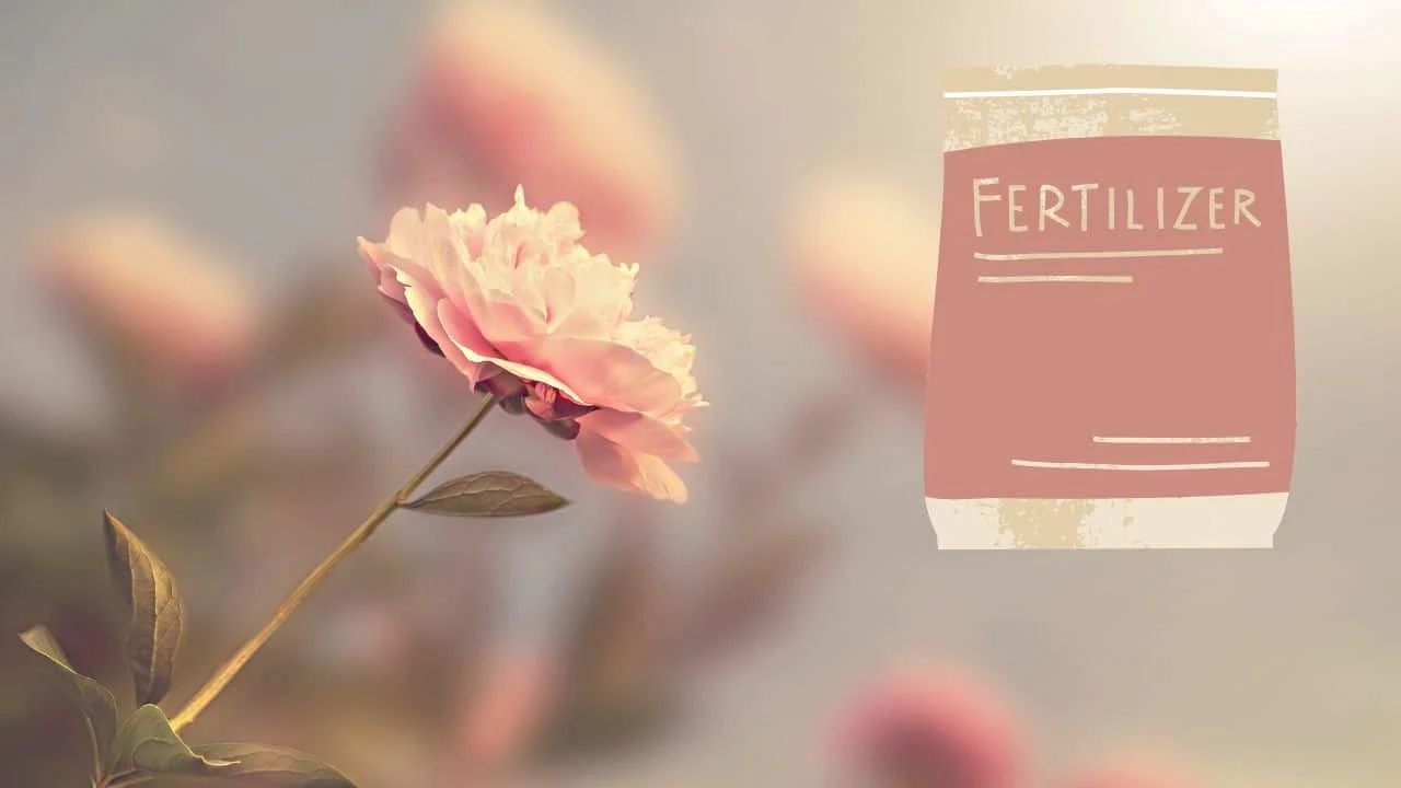 7 Mistakes People Make With Roses in August 2