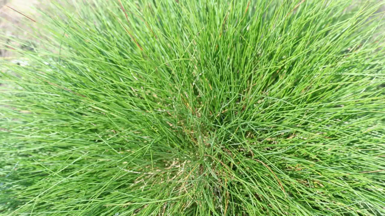 What to Stop Fertilizing and When 3