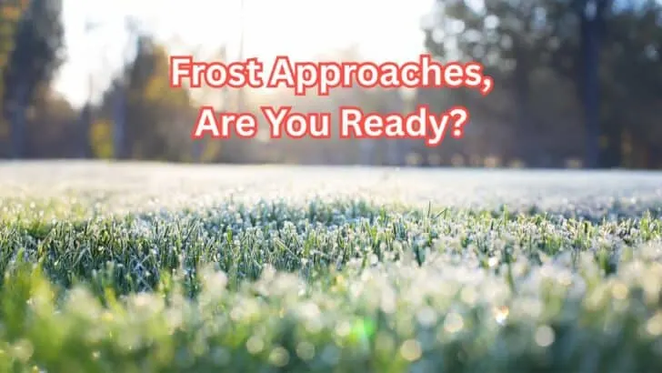 The First Frost Is Coming &mdash; Now What?