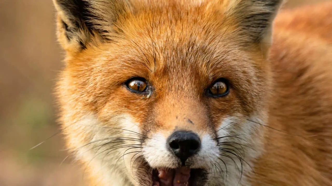 10 Ways to Keep Raccoons Out of Your Garden in September 2