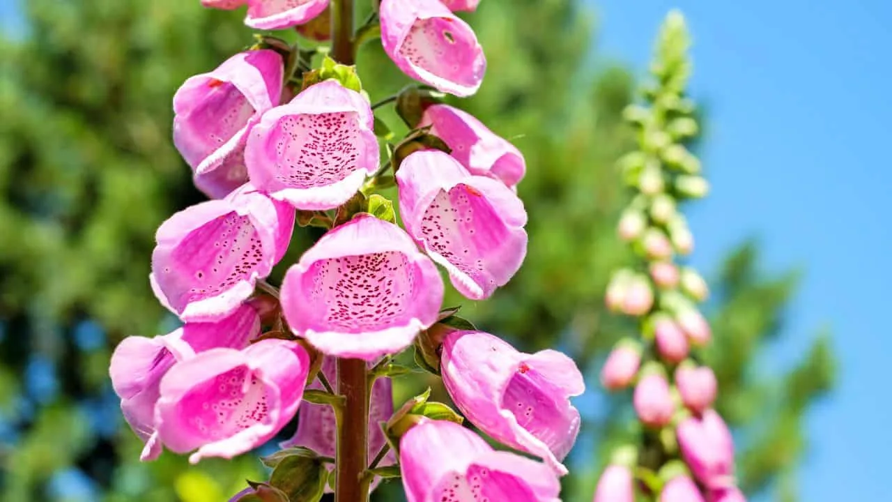 10 Dangerous Plants You Should Never Grow Near Kids or Pets 2