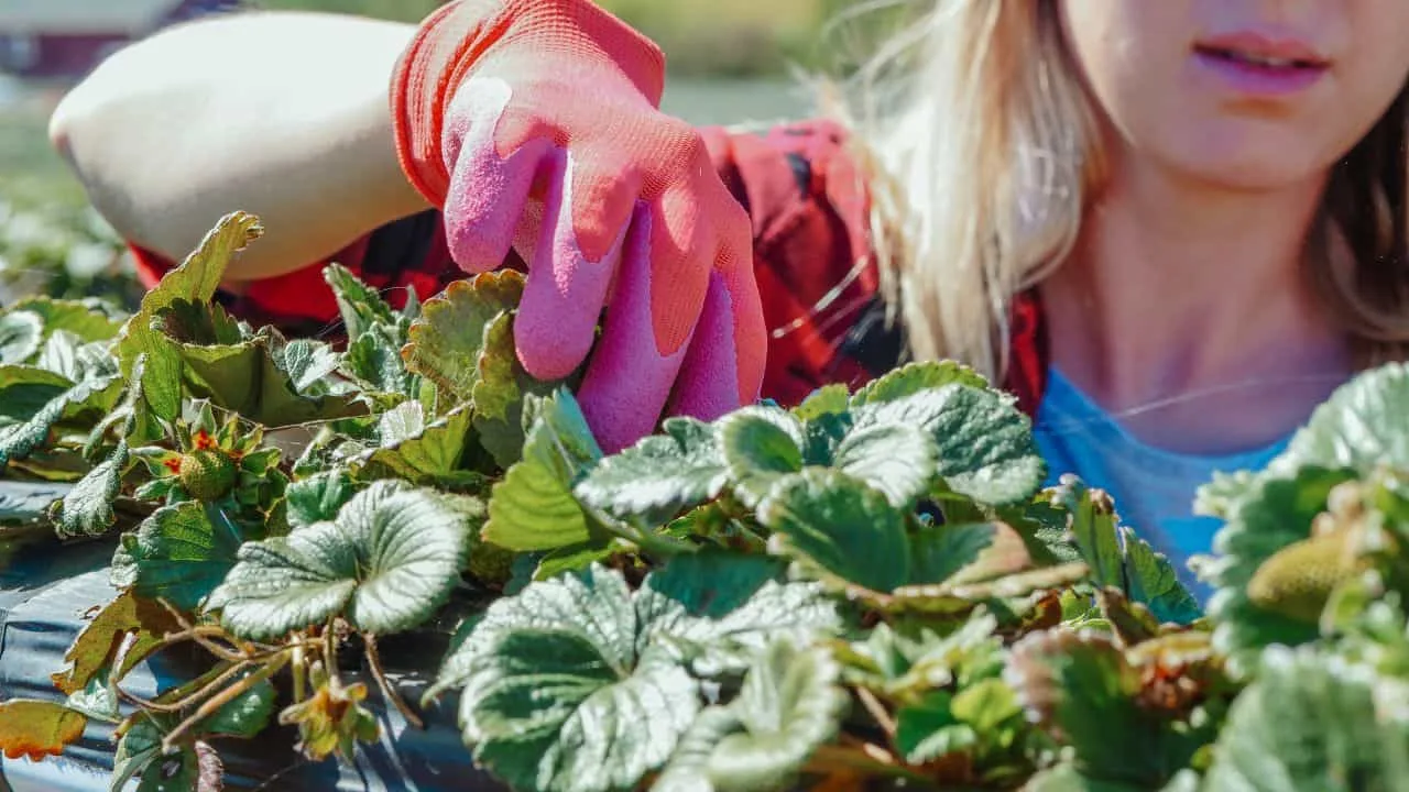 7 Tools That Save Your Garden in Fall 2