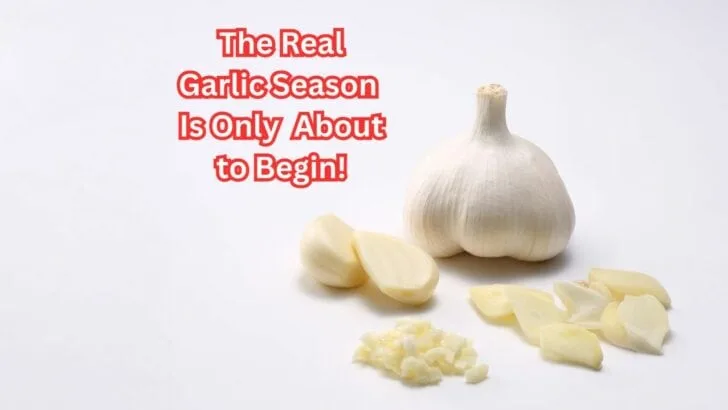 The Garlic Secret Most Gardeners Miss