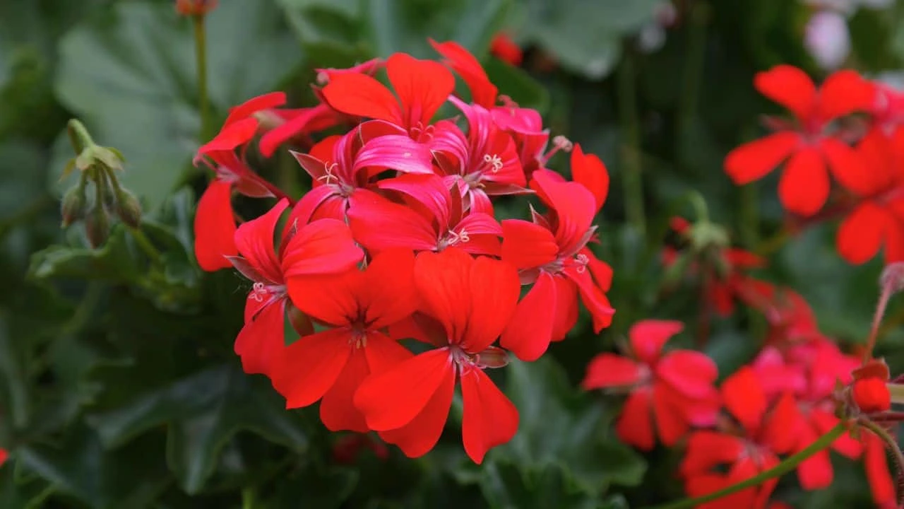 What to Stop Fertilizing and When 5