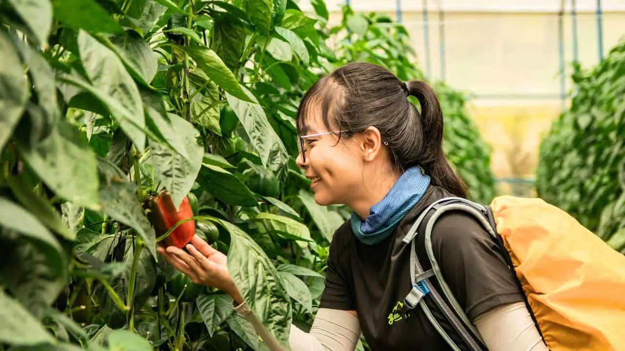 Add This to Your Peppers Today for a Final Harvest Push 5