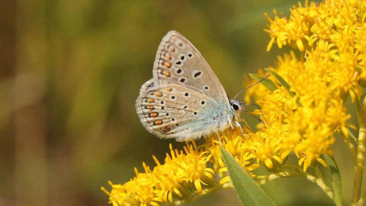 15 Spectacular Fall Plants (and Which Ones You Can Still Plant Now) 12