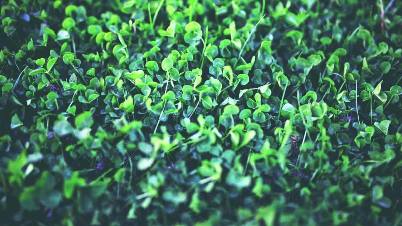 Why Cover Crops Are the Smartest Fall Move 3
