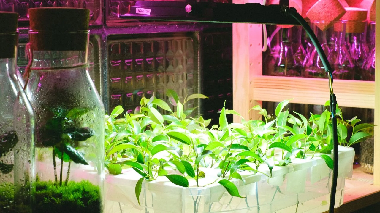 10 Plants You Can Shockingly Grow in Your Garage 5