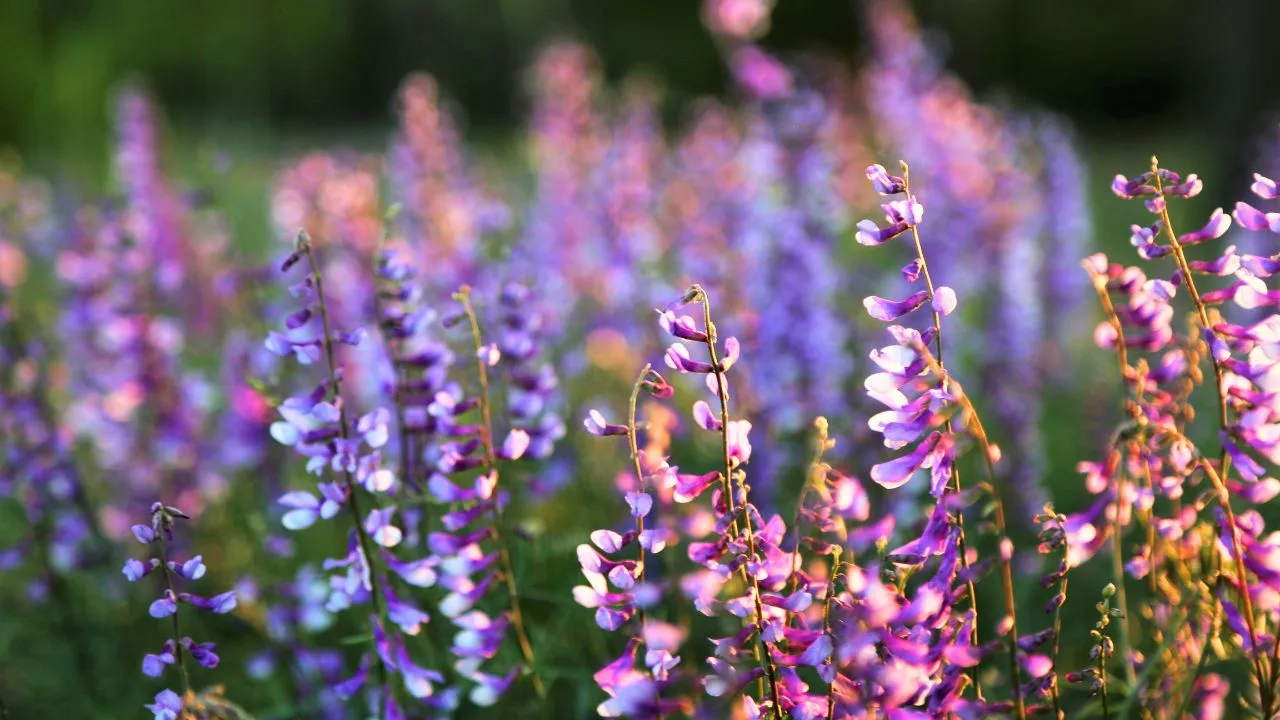 Why Cover Crops Are the Smartest Fall Move 2