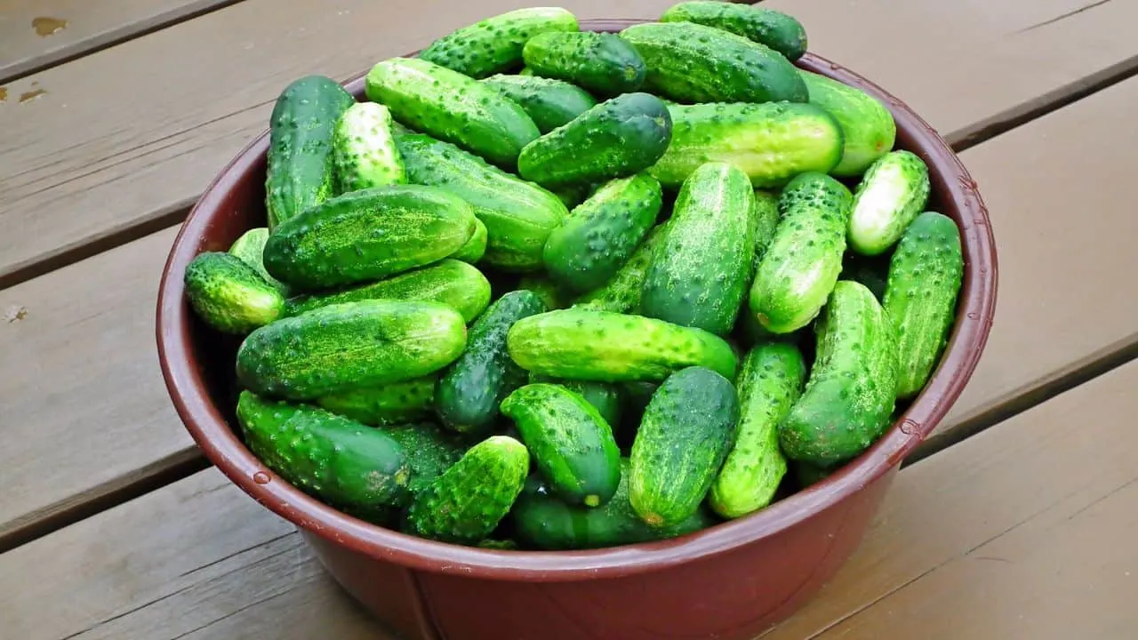 How to Keep Cucumbers From Turning Bitter in Summer 3