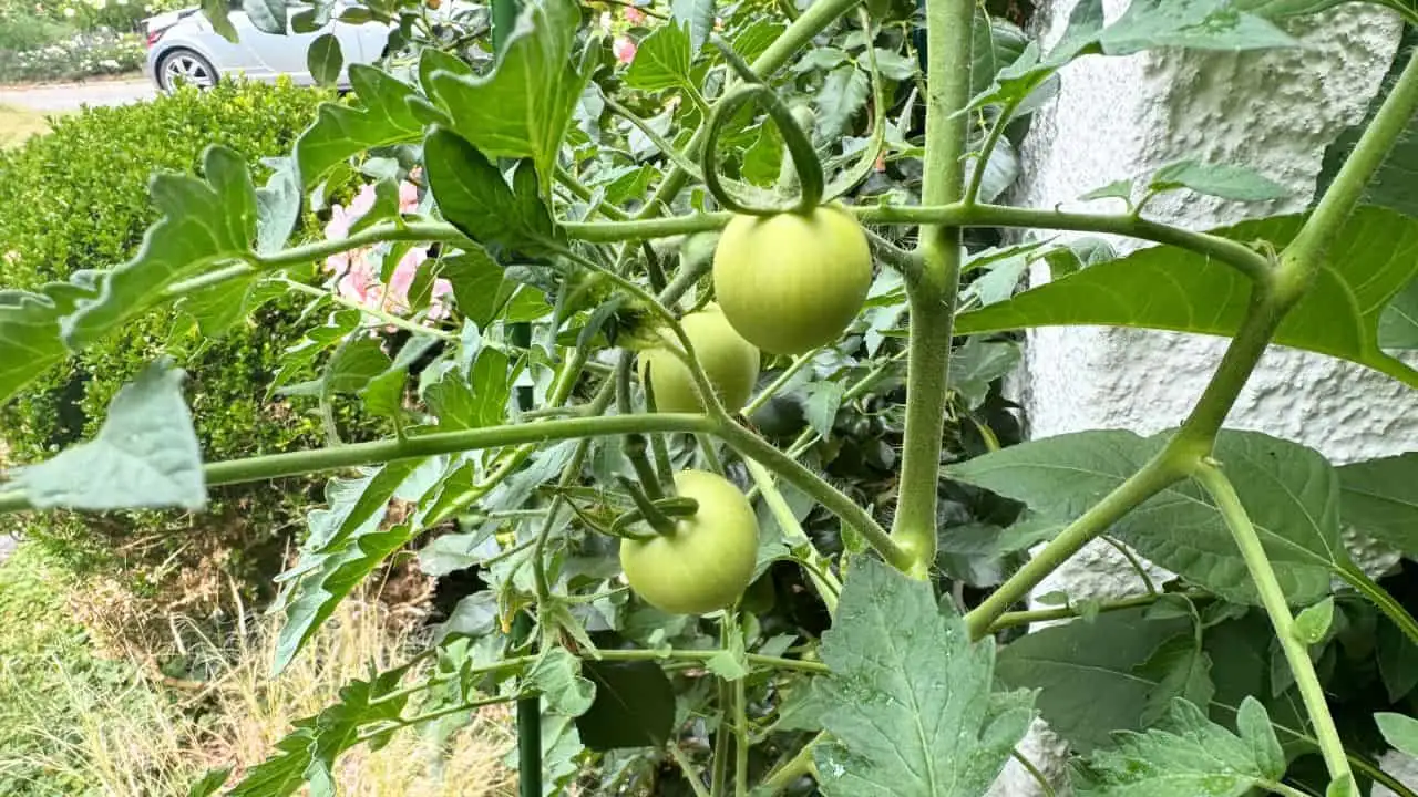 10 Tricks to Make Your September Harvest Huge 3