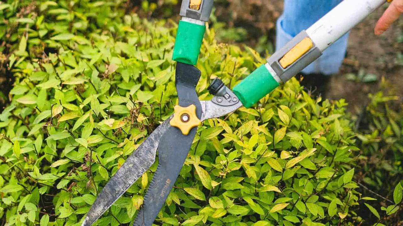 8 Things Gardeners Waste Time On in September 4