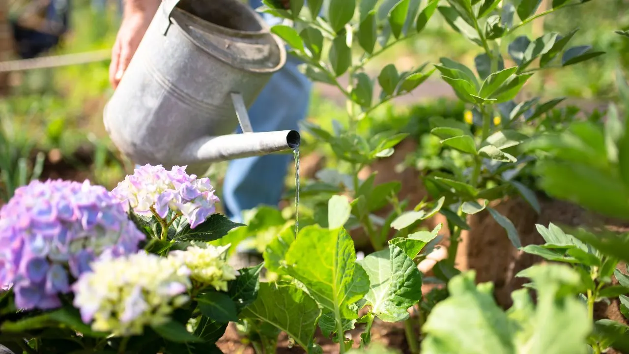 7 Garden Jobs You Should Never Do in September 6
